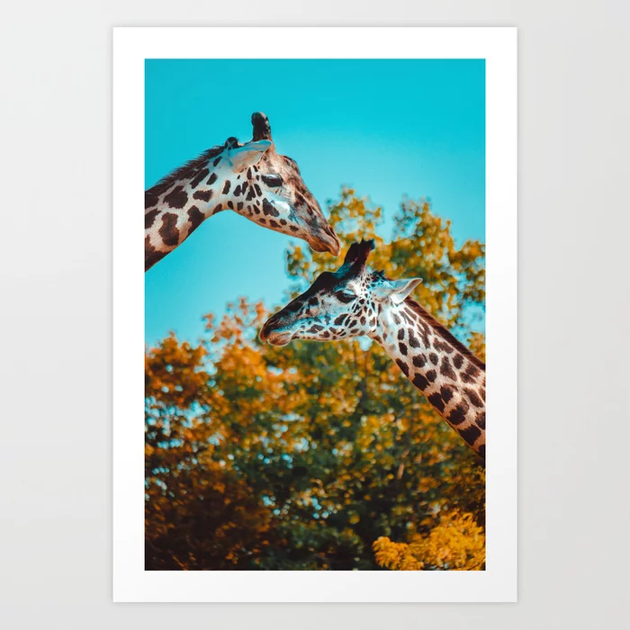 Gentle Giraffes Photograph Art Print
by lovefi 