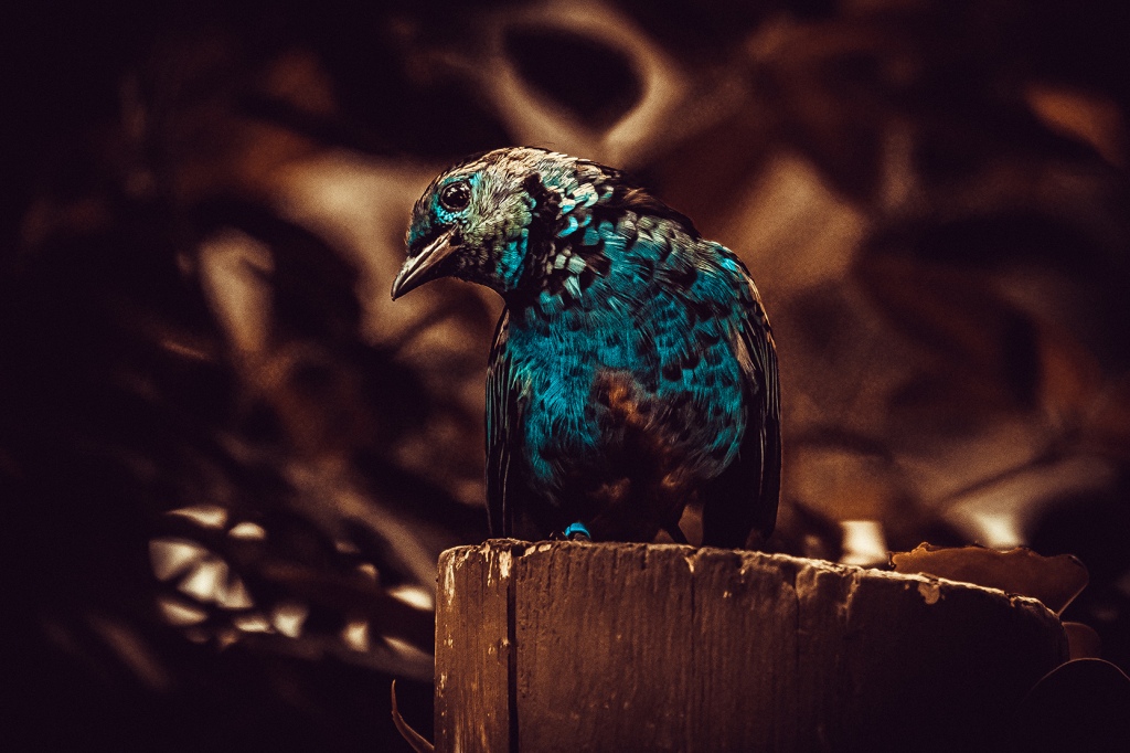 Blue Bird Photograph 
by lovefi 
