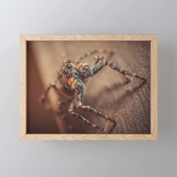 Curious Jumping Spider. Macro Mini Print On Society6