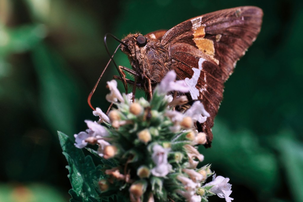Silver-Spotted Skipper Butterfly. Macro Photograph
By Stephen Geisel, Love-fi