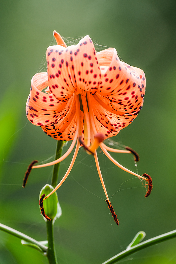 Orange Beautiful Tiger Lily Flower
By Stephen Geisel, Love-fi