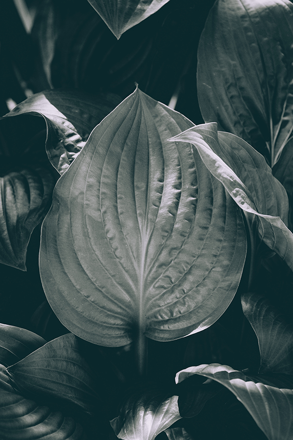 Stoic August Lily Leaf
By Stephen Geisel, Love-fi