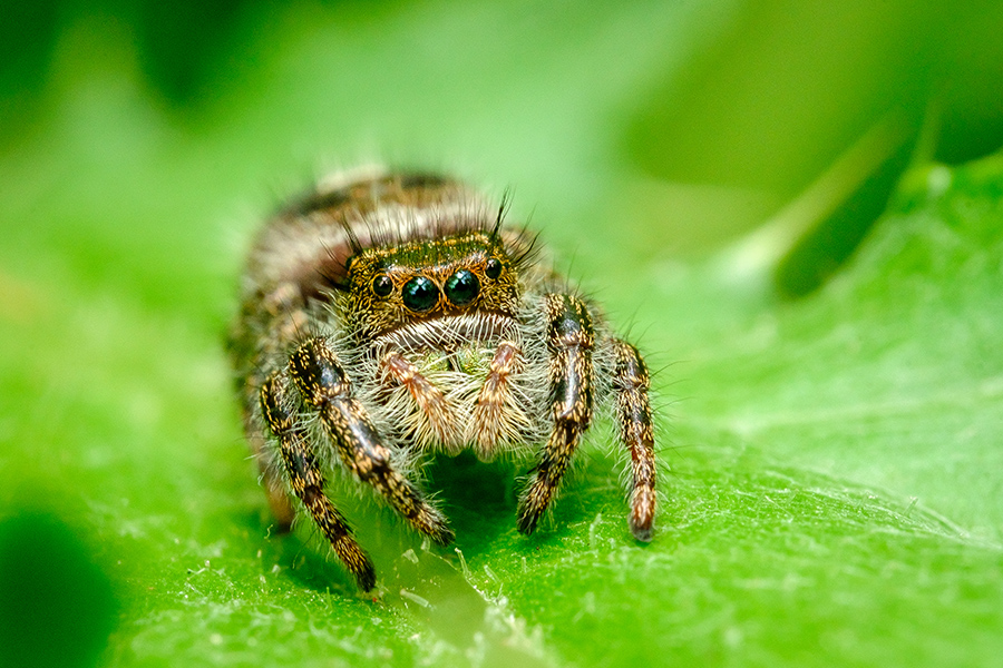 Jumping Spider on a Green Leaf.
By Stephen Geisel, Love-fi.
