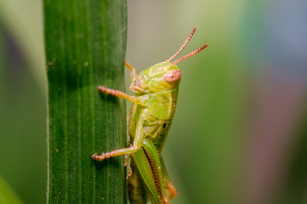 Green Grasshoppers and More Macro Photography Gallery