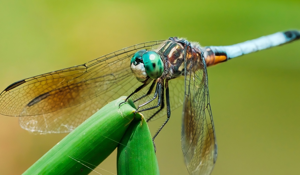 Blue Dasher Dragonfly Photograph and Video.